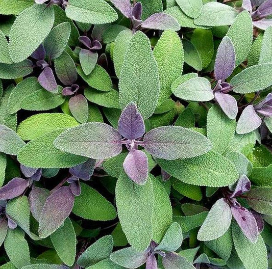 SAGE PURPLE SALVIA