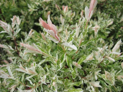SALIX 'HAKURO NISHIKI'