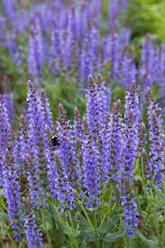 Salvia 'Blue Hill'