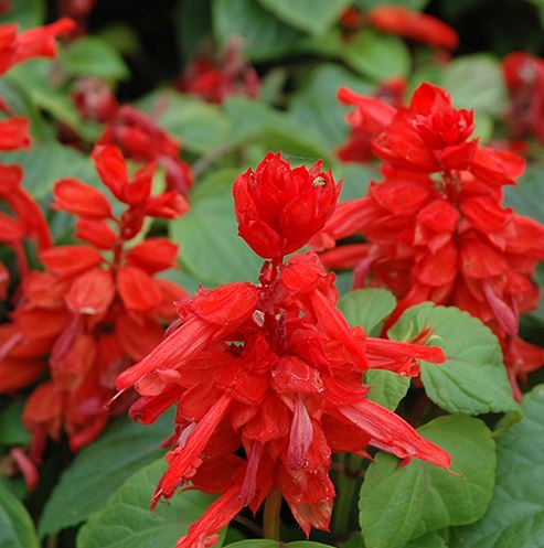 SALVIA RED HOT SALLY II