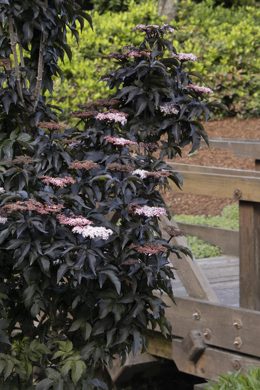 SAMBUCUS N. 'BLACK TOWER' G3 PTW