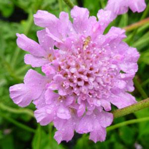 Scabiosa columbaria Flutter™ 'Rose Pink'