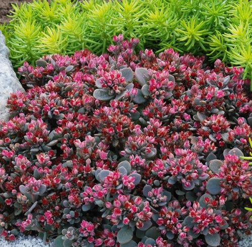 SEDUM SUNSPARKLER BLUE ELF STONECROP - QUART POT