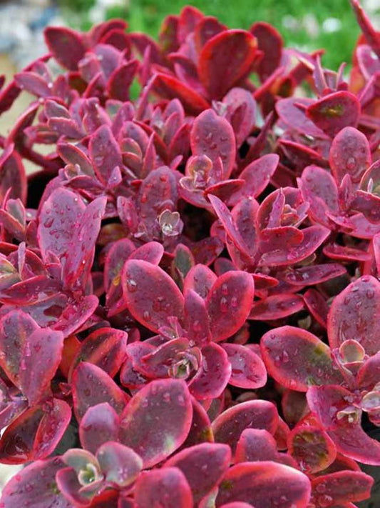 Sedum 'Wildfire'