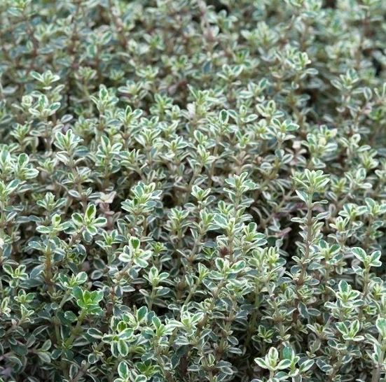 THYME SILVER