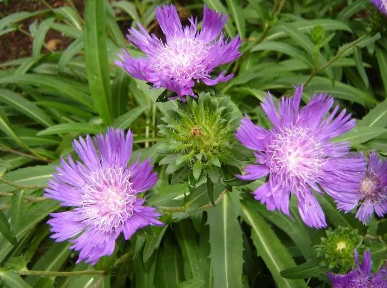 Stokesia 'Honeysong'