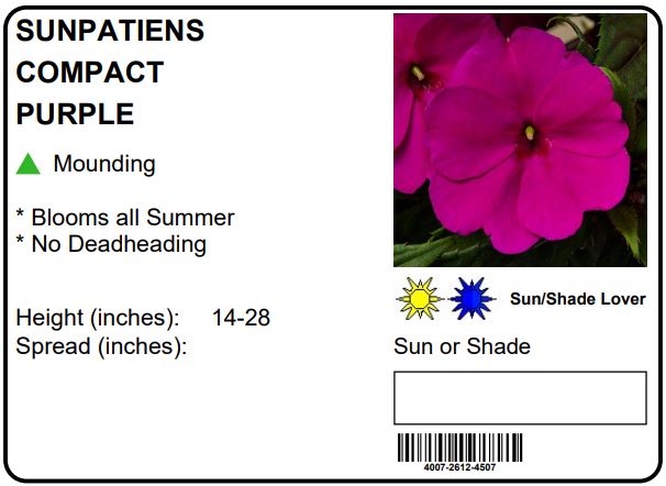 SUNPATIENS COMPACT PURPLE - FLOWER BAG