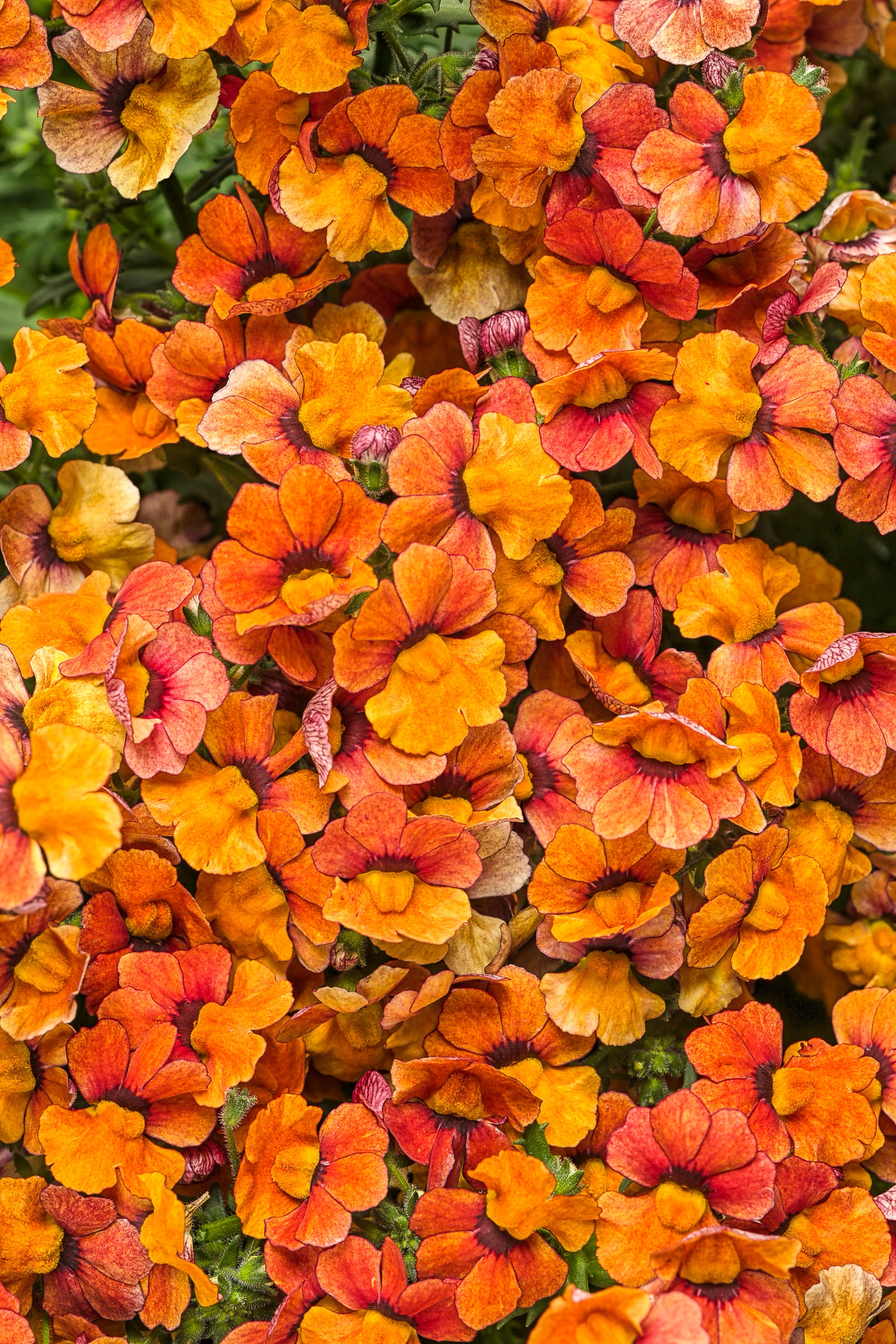 NEMESIA SUNSATIA BLOOD ORANGE