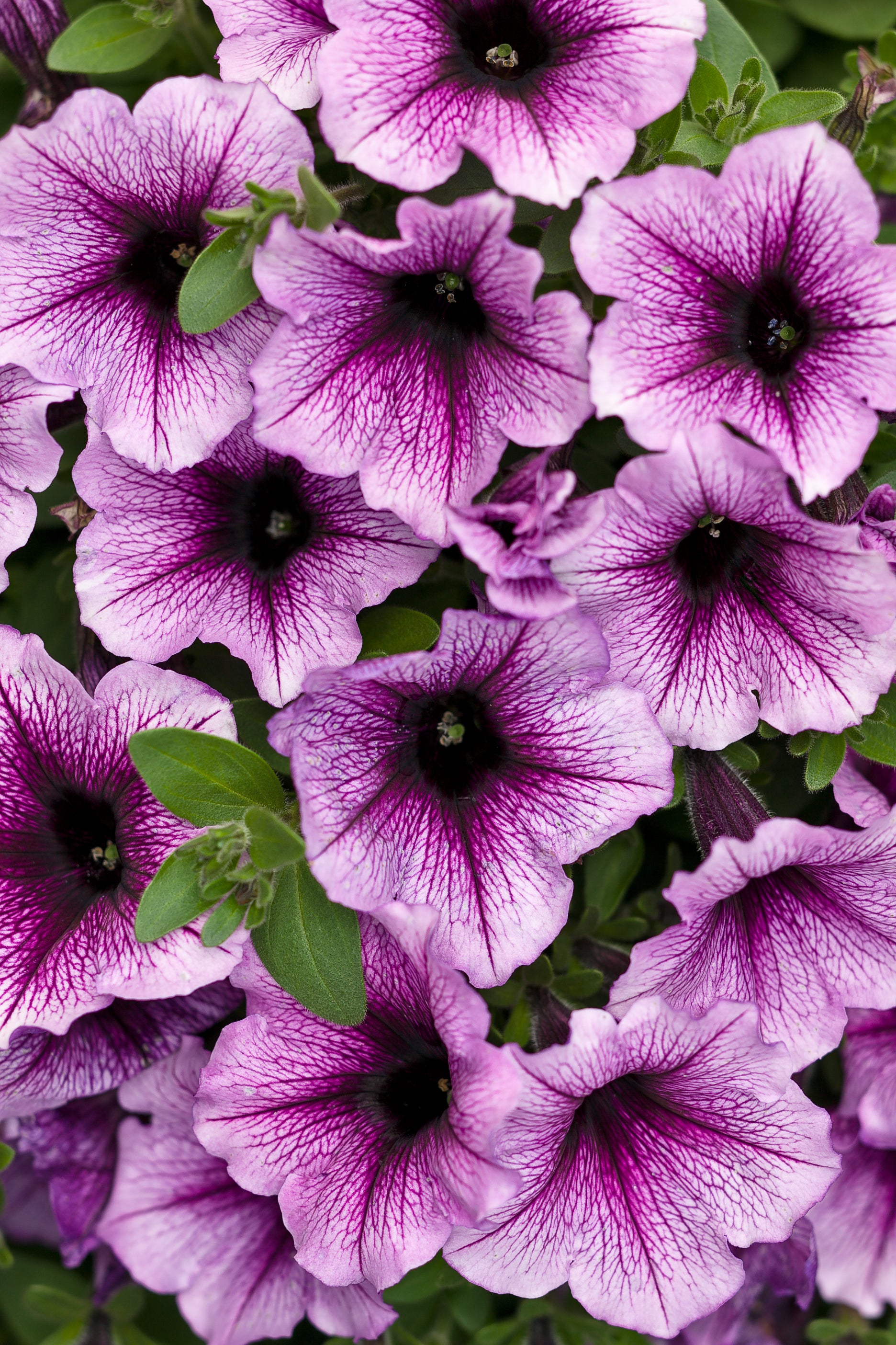 PETUNIA SUPERTUNIA BORDEAUX