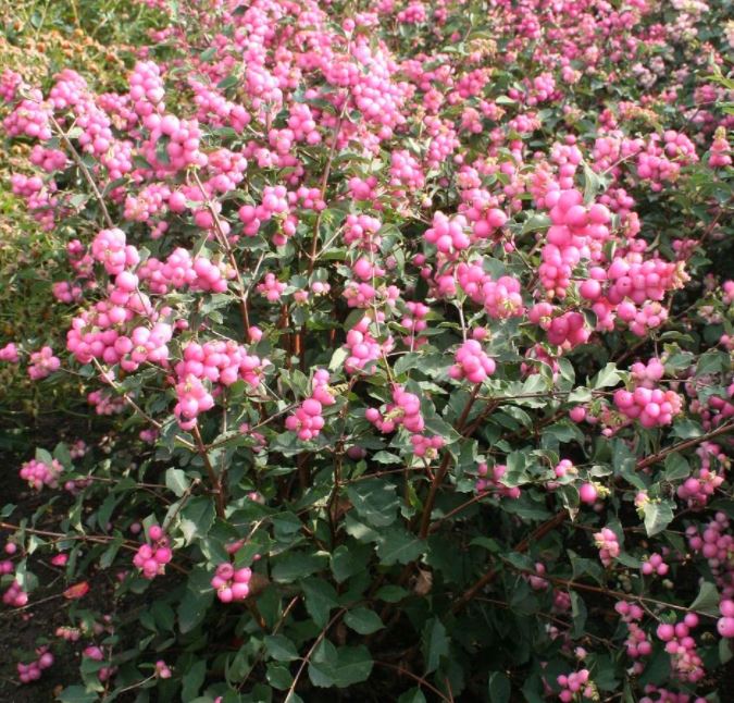 SYMPHORICARPOS 'SWEET SENSATION'