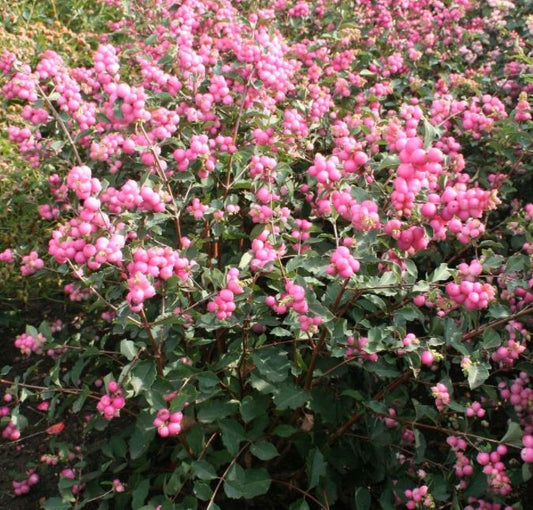 SYMPHORICARPOS 'SWEET SENSATION'