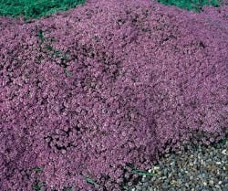 THYMUS MOTHER OF THYME