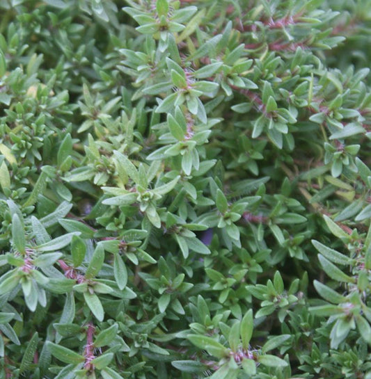 THYME ORANGE BALSAM THYMUS FRAGRANTISSIMUS