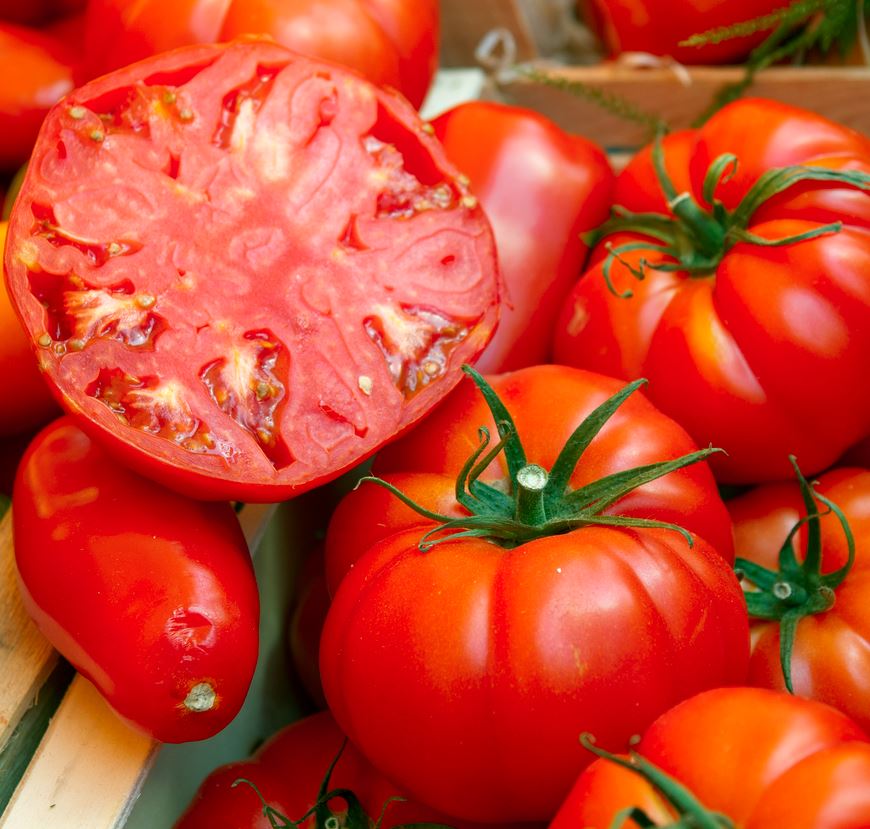 TOMATO BEEFSTEAK - 8" POT