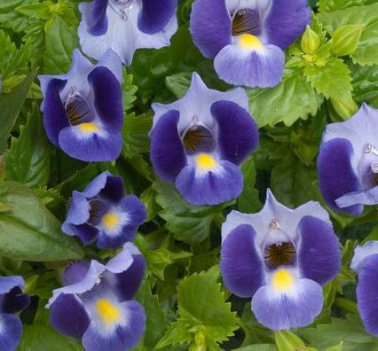 TORENIA MOON INDIGO