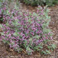 WEIGELA 'MY MONET PURPLE EFFECT'® PW