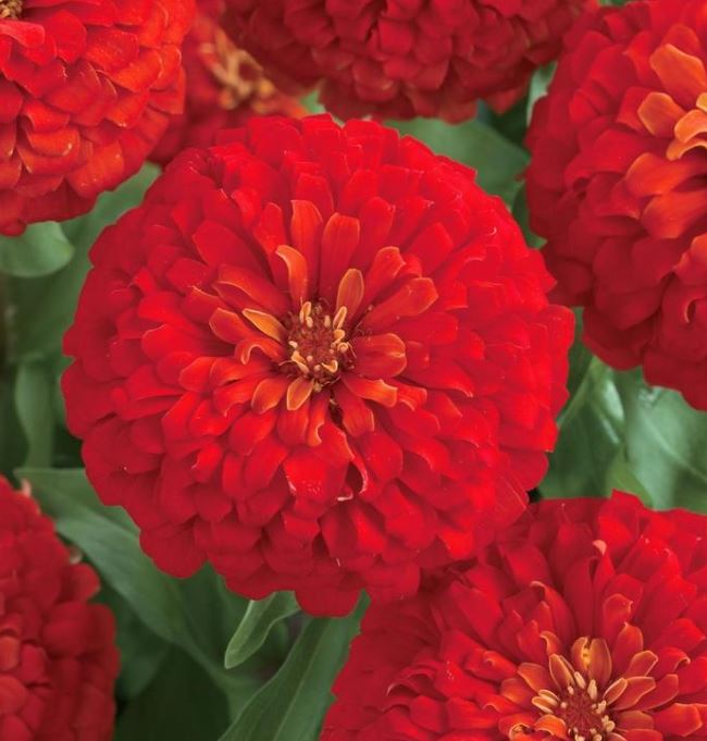 ZINNIA DREAMLAND RED - JUMBO 6 PACK