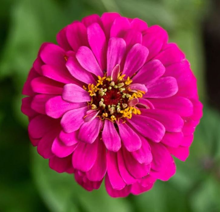 ZINNIA DREAMLAND ROSE - JUMBO 6 PACK