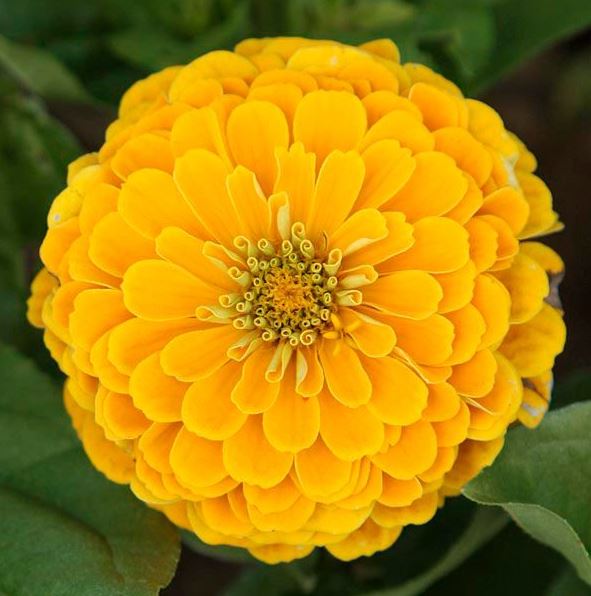 ZINNIA DREAMLAND YELLOW