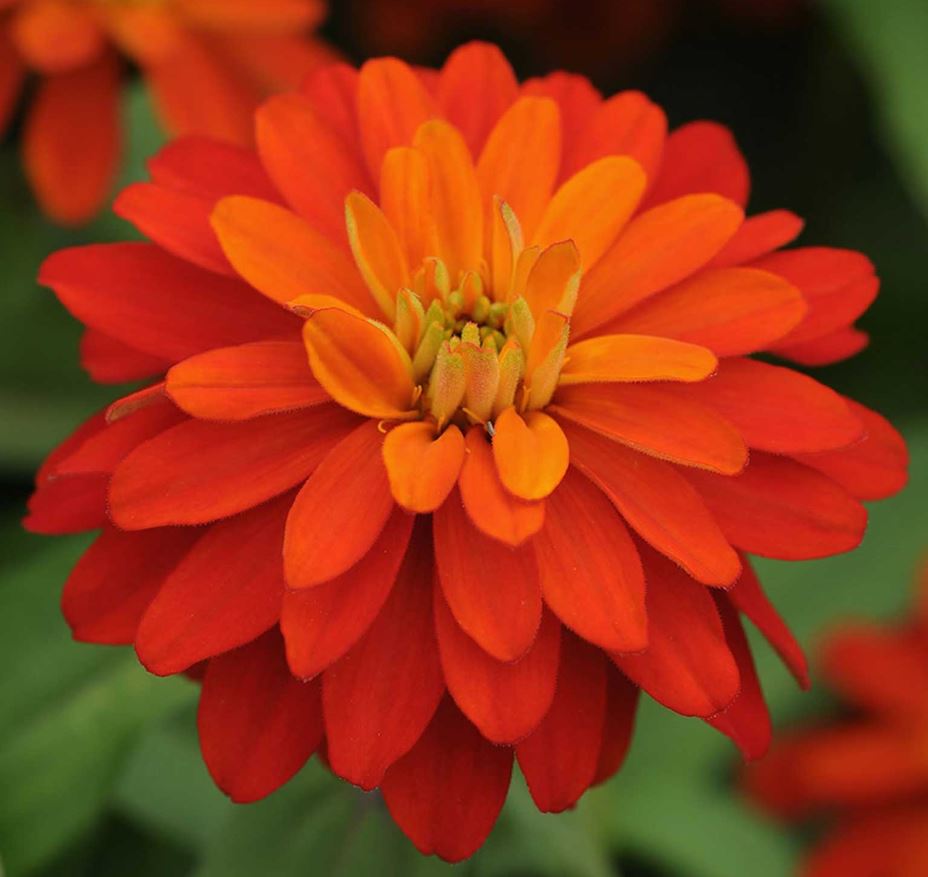 ZINNIA PROFUSION DOUBLE FIRE