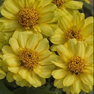 ZINNIA PROFUSION DOUBLE YELLOW